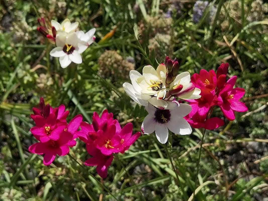 Ixia sp x hort photo